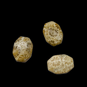 Fab 3 Fossilized Coral Designer Cameo Cut Beads 7384C