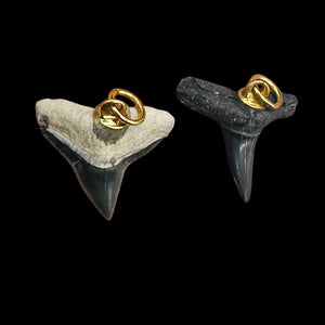 Shark Teeth Natural Fossilized Pendants | 1" Long | Grey, White | 2 Pendants |