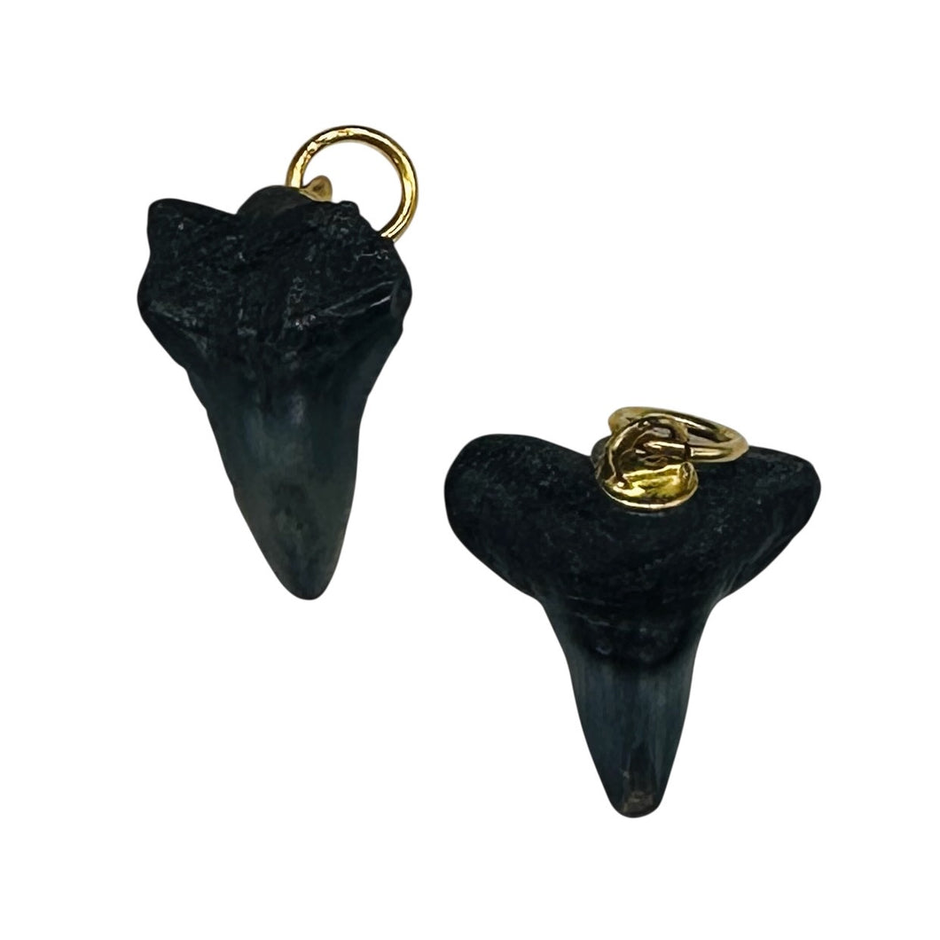 Shark Teeth Natural Pendants | 1