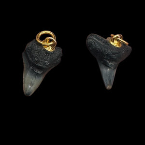 Shark Teeth Natural Pendants | 1" Long | Grey, White | 2 Pendants |