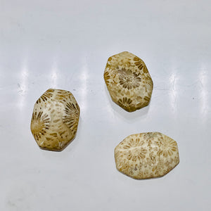 Fab 3 Fossilized Coral Designer Cameo Cut Beads 7384C