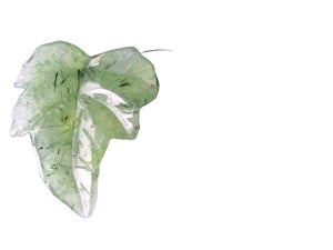 One Bead of Druzy Green Prehnite Leaf Briolette 9885E