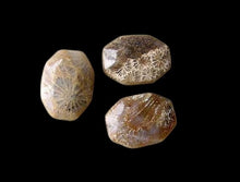 Load image into Gallery viewer, Stellar 3 Fossilized Coral Cameo Cut Beads 7384A
