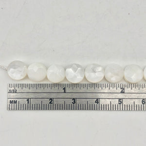 Mississippi White Ebony Shell 7 Coin 8x4mm Beads