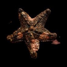 Load image into Gallery viewer, Hand Carved Mica Quartz Starfish Pendant Bead | 67x65x10mm | Brown, Pink |
