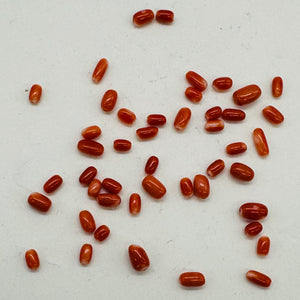 Coral Oval Graduated Beads Parcel | 20 Beads | 8x4 to 6x3mm | Red |