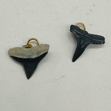Load image into Gallery viewer, Shark Teeth Natural Fossilized Pendants | 1&quot; Long | Grey, White | 2 Pendants |
