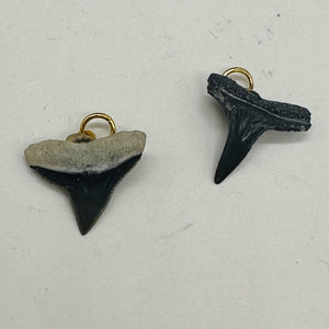 Shark Teeth Natural Fossilized Pendants | 1" Long | Grey, White | 2 Pendants |