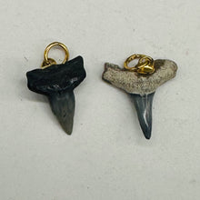 Load image into Gallery viewer, Shark Teeth Natural Fossilized Pendants | 1&quot; Long | Grey, White | 2 Pendants |
