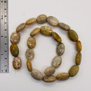 Fossilized Coral Oval Focal Bead Strand 108970