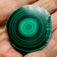 Load image into Gallery viewer, Malachite 351g Polished Round Stalactite Slice | 45x42x7mm | Green | 1 Specimen|

