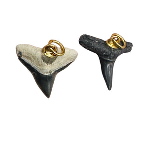 Shark Teeth Natural Fossilized Pendants | 1" Long | Grey, White | 2 Pendants |