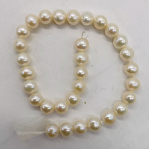 6.5 x 7mm Cream White FW Pearl 8 inch Strand 001304HS