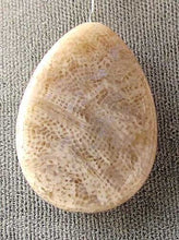 Load image into Gallery viewer, Fossilized Coral Flat Pear Pendant Bead Strand 107084 - PremiumBead Alternate Image 3
