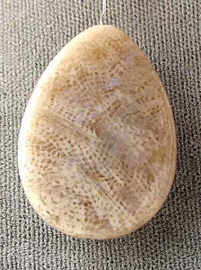 Fossilized Coral Flat Pear Pendant Bead Strand 107084 - PremiumBead Alternate Image 3