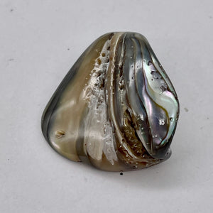 Abalone Hinge Shell | 1 Pendant Bead |