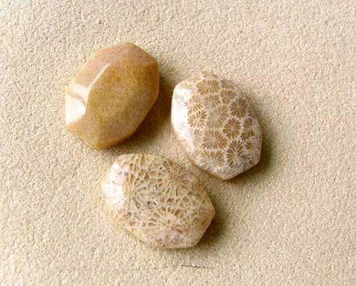 Fab 3 Fossilized Coral Designer Cameo Cut Beads 7384C - PremiumBead Primary Image 1