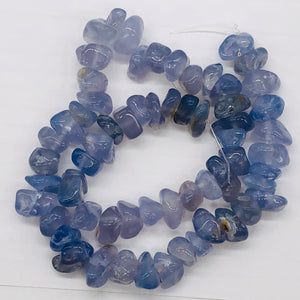 Oregon Holly Blue Chalcedony Agate 76 Grams Nugget Strand| 10x8 15X8 | 62 Bead |