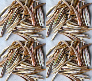 20 Bronze Mussel Shell Double Drill Plank Beads 008096 - PremiumBead Primary Image 1