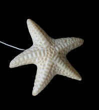 Load image into Gallery viewer, Splash Starfish Carved Waterbuffalo Bone Button 009700G | 33x31.5x7mm | Bone
